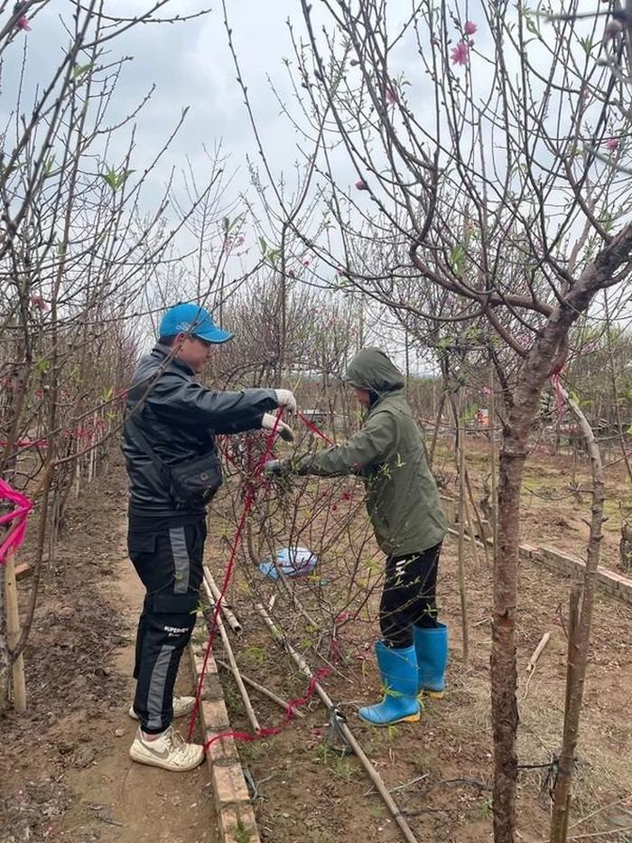 Gần Tết Giáp Thìn 2024, vườn đào Nhật Tân lúc nào cũng đông vui, nhộn nhịp. Ảnh: VTV
