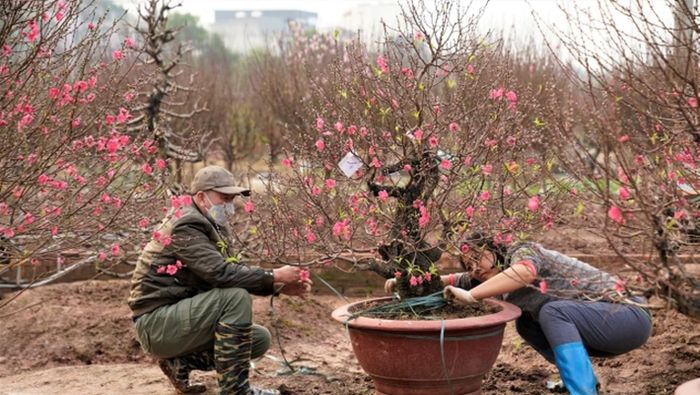 Các nhà vườn đều tất bật chuyển đào theo khách yêu cầu. Ảnh: Phunumoi