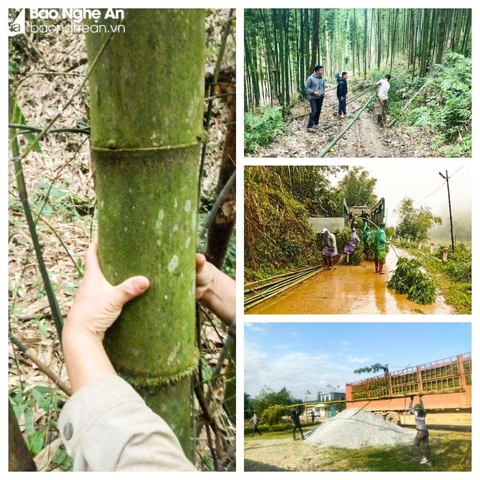 Những người buôn tre, mét làm nêu có thu nhập khá cao trong dịp Tết nhưng cũng rất vất vả. Ảnh: Thanh Phúc