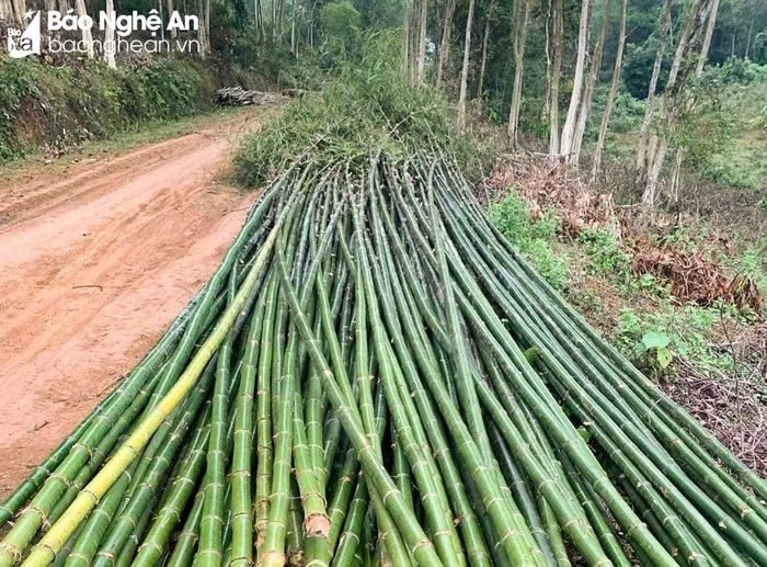 Các loại tre, trúc làm nêu phải thẳng, đều đốt, có ngọn cong. Ảnh: Thanh Phúc