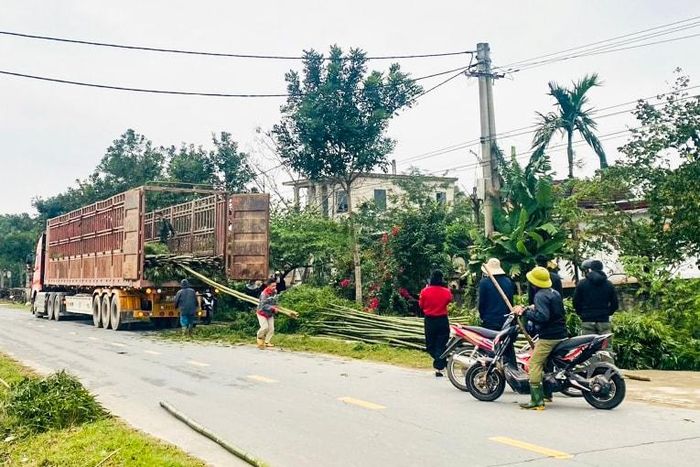  Nhiều người chọn mua cho mình cây tre, mét về dựng nêu. Ảnh: Thanh Phúc 