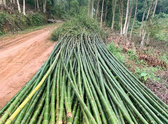  Các loại tre, trúc làm nêu phải thẳng, đều đốt, có ngọn cong. Ảnh: Thanh Phúc 