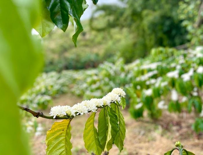 "Hoa tuyết" khoe sắc tại nhiều diện tích trồng trọt ở Hà Đông, hứa hẹn một mùa bội thu. Ảnh: Lam Nguyên