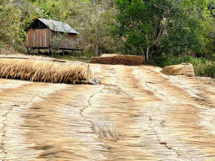 Những ngày này, người dân Hà Đông đang vào mùa thu hoạch đót để bán cho thương lái. Sân phơi đâu đâu cũng ươm vàng màu đót. Ảnh: Lam Nguyên