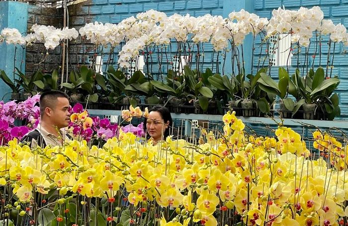 Hiện giá bán lan hồ điệp dao động từ 100-150 ngàn đồng/cây nhỏ; loại đại dao động từ 250-300 ngàn đồng/cây. Ảnh: Vũ Thảo
