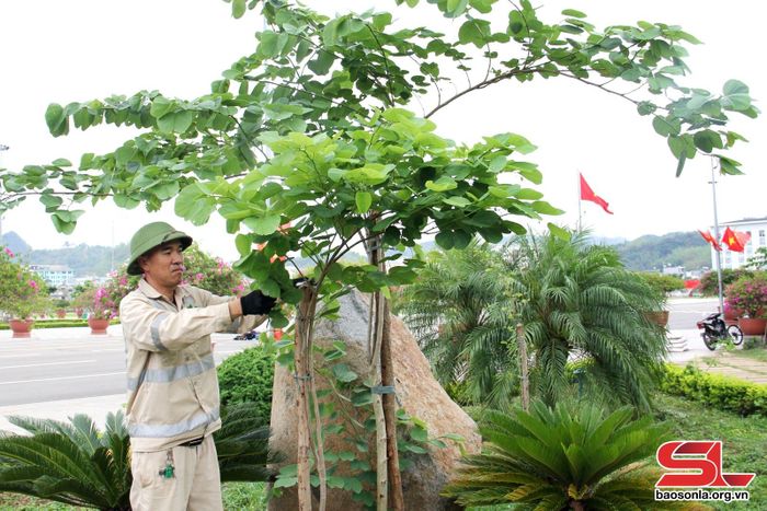 Công nhân Xí nghiệp Quảng trường chăm sóc cây xanh.