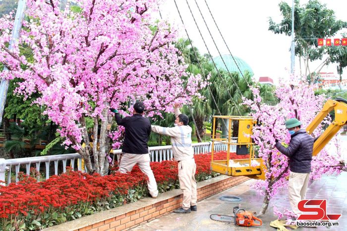 Công nhân Công ty CP Môi trường và Dịch vụ đô thị Sơn La trang trí cây đào lụa khu vực cầu trắng.