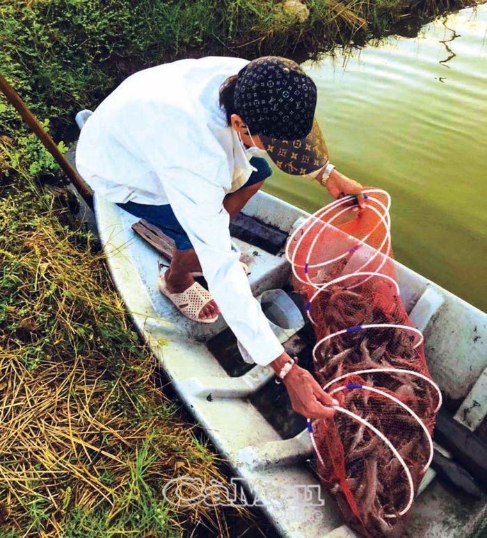 Ông Huỳnh Thanh Sự, Chủ nhiệm CLB Nông dân tỷ phú xã Tân Thành, tiên phong nuôi tôm quảng canh cải tiến 2 giai đoạn, kết hợp nuôi cua; nuôi cá nước ngọt, ếch..., tổng doanh thu năm 2023 gần 1 tỷ đồng.