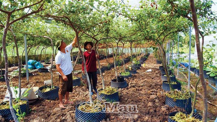 Với mô hình trồng dưa lưới hữu cơ (3 vụ/năm); trồng nho, táo hữu cơ; nuôi cá chình, bống tượng... anh Hồ Quốc Trạng (áo trắng), Chủ tịch Hội Nông dân xã Tân Thành, thành viên CLB Nông dân tỷ phú xã Tân Thành, có tổng thu nhập năm 2023 trên 1 tỷ đồng.