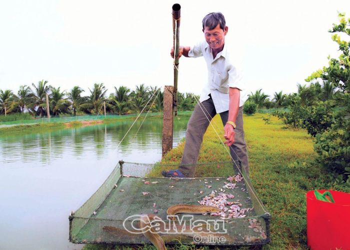 Với khoảng 6 ha nuôi cá chình, bống tượng, ông Nguyễn Hữu Ánh, thành viên CLB Nông dân tỷ phú xã Tân Thành, hằng năm thu nhập 2-3 tỷ đồng.