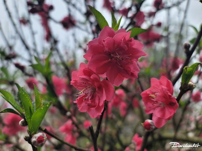 Dù còn 1 tuần nữa mới đến Tết nhưng đào Nhật Tân đã đua nhau khoe sắc.