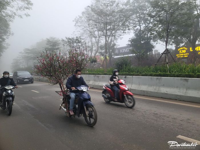 Từ 7h sáng, đào Nhật Tân đã được "ship" đi các ngả.
