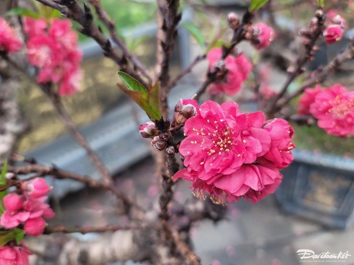 Mỗi bông hoa đào "tiến vua" đều mang vẻ đẹp riêng biệt so với các loại đào khác.