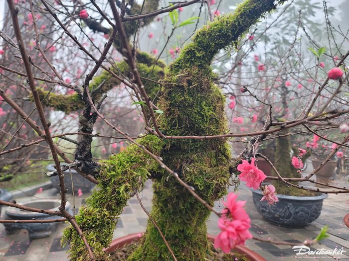 Một cây đào Nhật Tân phủ rêu kín thân.