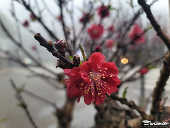 Đào Thất Thốn quý phái.