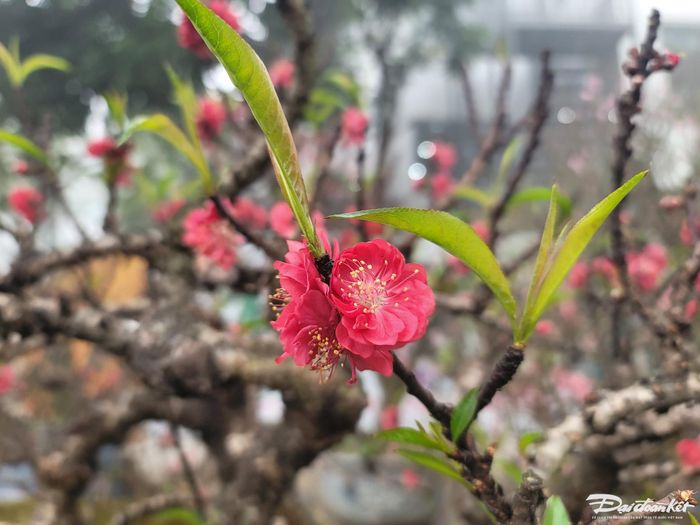 Đào Thất Thốn hay còn gọi đào "tiến vua" khoe sắc.