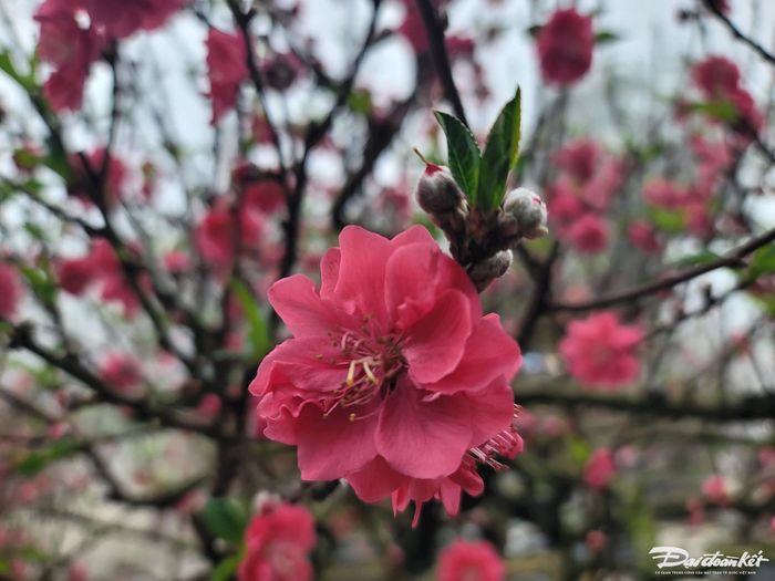 Đào đỏ Nhật Tân rực rỡ.
