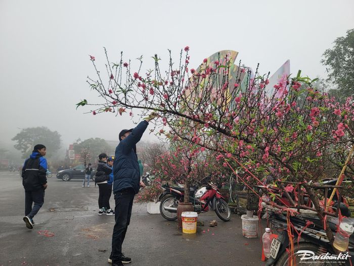 Anh Đặng Tất Quang, 39 tuổi, người làng Nhật Tân hái bỏ những bông hoa nở sớm. Đây là những cây đào do nhà vườn anh trồng được. Theo anh Quang, năm nay đào nở hơi sớm, mưa nhiều ít lạnh nên bán hơi kém.