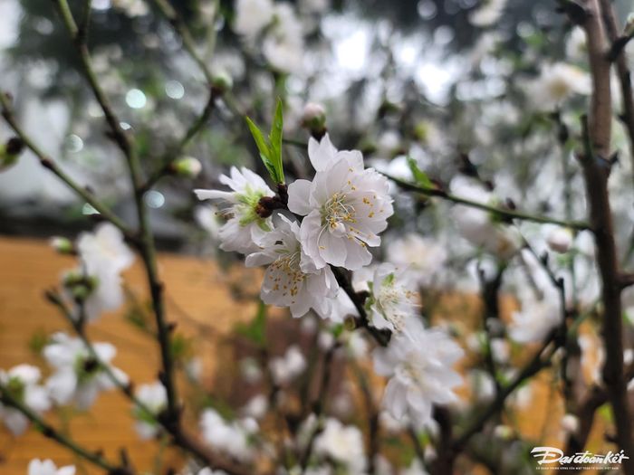 Đào trắng độc lạ.