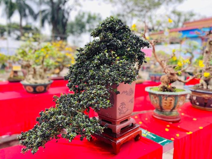 Tham gia triển lãm có gần 200 tác phẩm cây cảnh nghệ thuật, bonsai của 72 hội viên, nghệ nhân và các nhà vườn trong tỉnh. Ảnh: Hà Phương