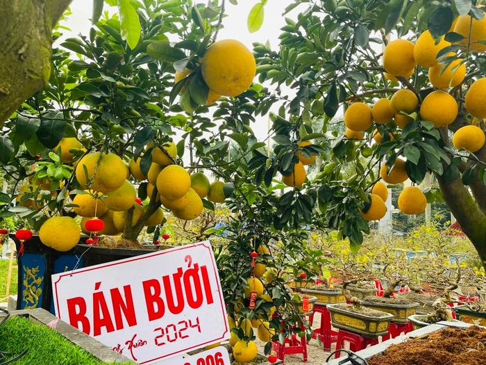 Những cây bưởi sum suê quả cũng được bày bán. Ảnh: Hà Phương