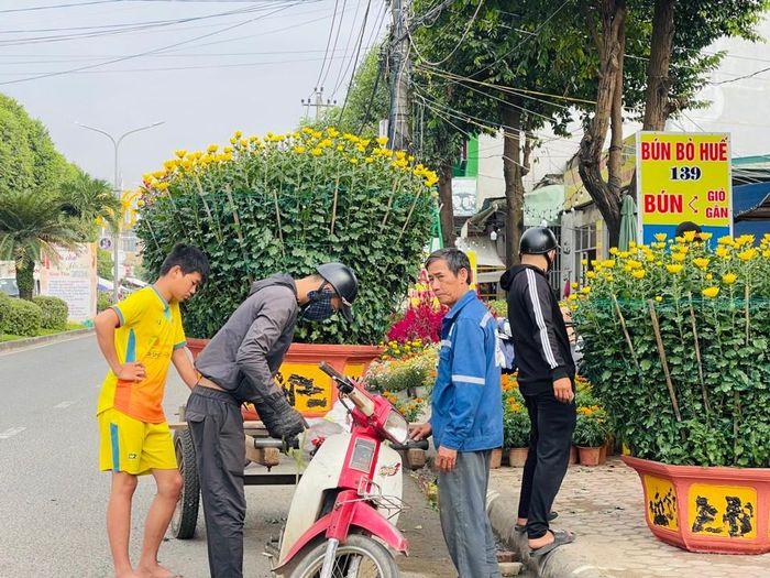 Một chậu cúc kích cỡ lớn đang được vận chuyển đến nhà khách hàng. Ảnh: Hà Phương