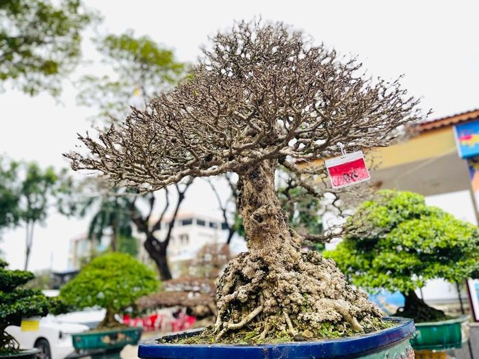 Bên cạnh việc triển lãm, ban tổ chức sẽ chấm điểm và trao giải thưởng cho các tác phẩm dự thi có chất lượng cao. Ảnh: Hà Phương