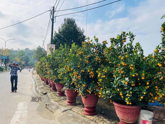 Khu vực bán quất. Ảnh: Hà Phương