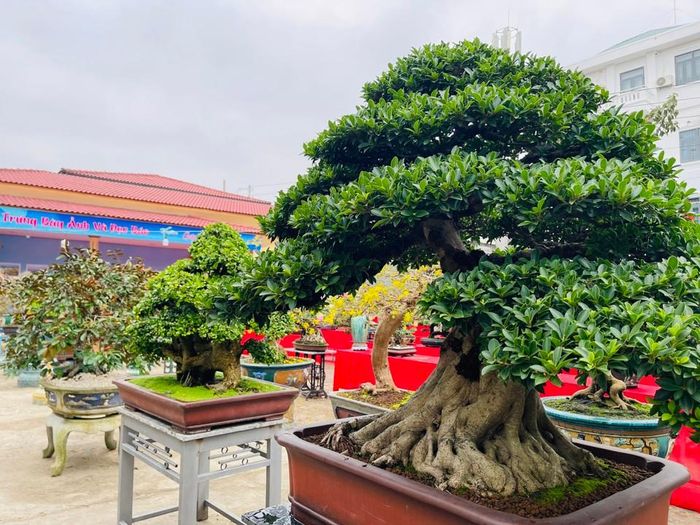 Chủ tịch Hội Sinh vật cảnh TP Quảng Ngãi Hoàng Văn Thụ cho biết, các nghệ nhân mang những tác phẩm bon sai tâm huyết nhất của mình đến tham dự triển lãm. Chính vì vậy, chất lượng của các tác phẩm lần này khá cao, đáp ứng các tiêu chí "cổ, kỳ, mỹ". Ảnh: Hà Phương