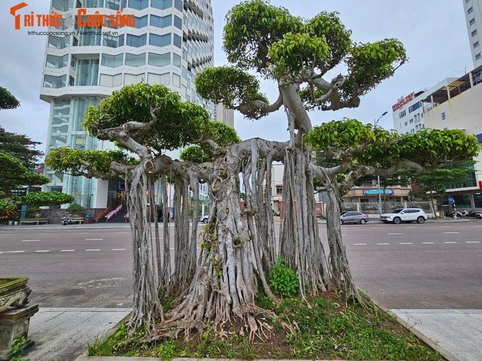 Ngay đối diện mặt tiền khách sạn này là gốc sanh cổ, thân xù xì, bông tán độc đáo khiến nhiều người trầm trồ.