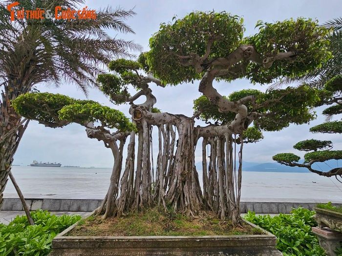 Gốc rễ, chi cành gân guốc nhưng ngọn vẫn vươn lên phát triển, thể hiện sức sống mãnh liệt.