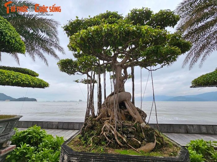 Nhiều người sành cây cảnh cho biết, sanh là loại cây dễ trồng nhưng để tạo được tán đẹp theo ý mình muốn thì không đơn giản.