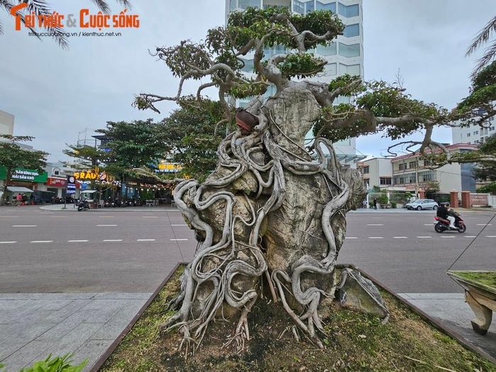 Cách đây vài năm, ở Bình Định từng có phong trào chơi sanh bonsai rất rầm rộ với nhiều "cảnh độc" nổi tiếng.