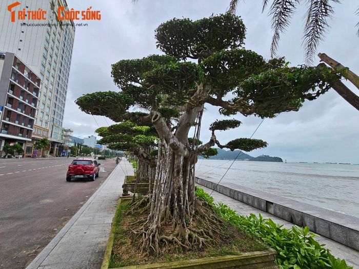 Đây cũng là loại bonsai được trồng nhiều ở Bình Định và các tỉnh thành như Nam Định, Hà Nội, ...
