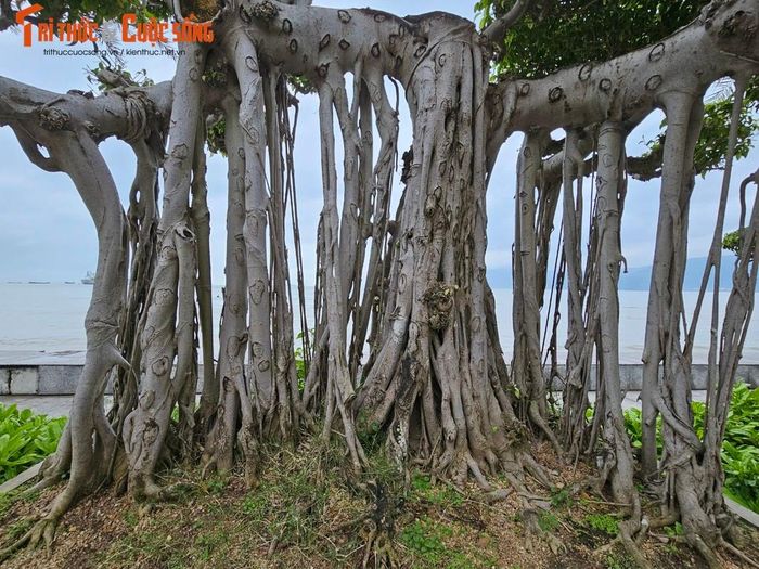 Bộ rễ của cây toát lên vẻ cổ kính, bề thế.