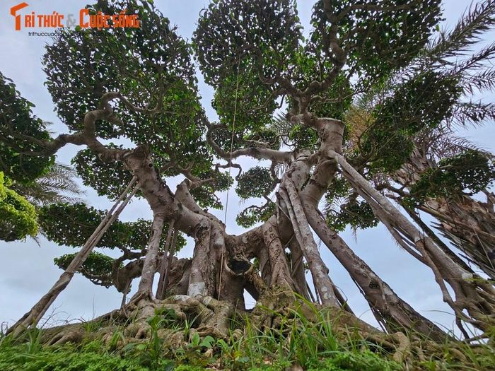 Ngày trước, người dân trồng cây sanh để làm hàng rào. Nhưng gần đây, thú chơi sanh bonsai rộ lên, nên ở đất Bình Định hầu như nhà nào cũng trồng vài cây. Nhu cầu chơi cây ngày càng phát triển và giá cả khó có thể định lượng được.