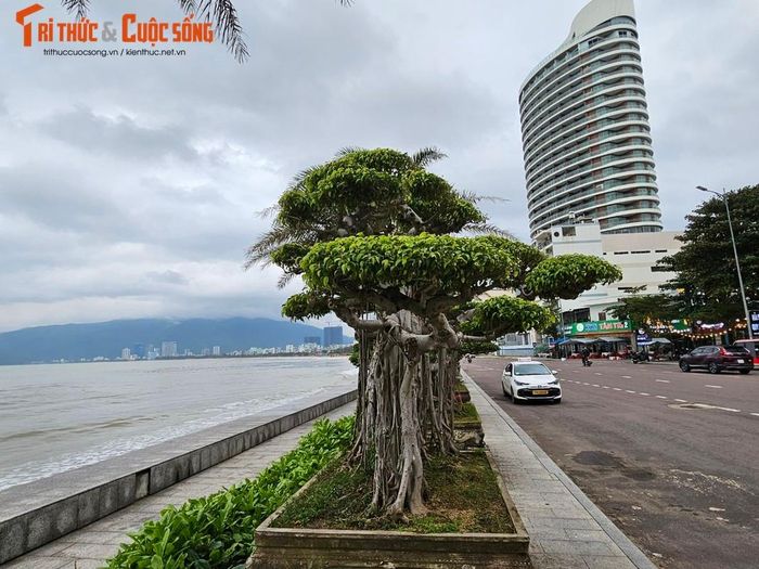 Theo tìm hiểu của phóng viên, loạt cây cảnh độc đáo này đều do khách sạn Hương Việt trưng bày.