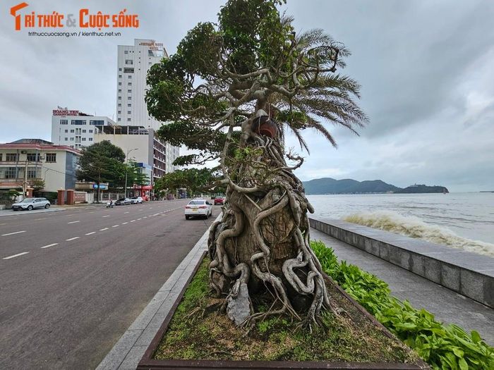 Hầu hết là các loại sanh, sanh Hải Hậu, sanh Nam Điền, sanh lá mỏng...