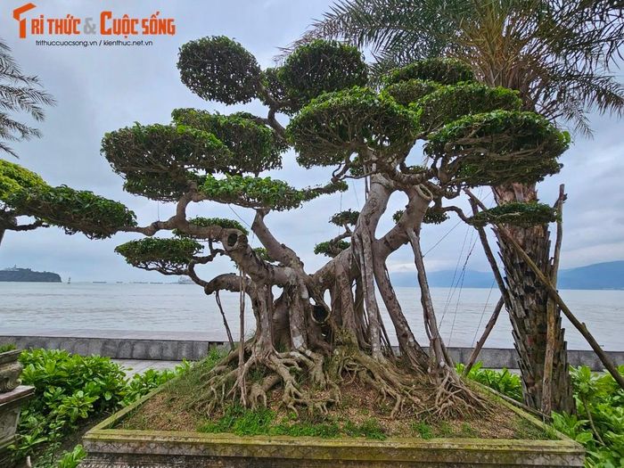 Thế nên, chuyện những “đại gia” sẵn sàng bỏ số tiền lớn để sở hữu những cây sanh “bonsai” có dáng đẹp và độ tuổi từ 20 năm trở lên là chuyện bình thường ở miền đất võ.