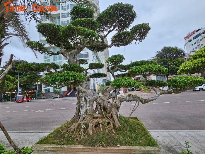 Nhiều "dân chơi" bonsai cho biết, cây sanh ở miền Trung là loại cây dễ thiết kế bonsai nhất so với cây sanh ở các tỉnh khác, vì thân cây rất dẻo và nhờ khí hậu nơi đây thích hợp với việc phát triển của cây.