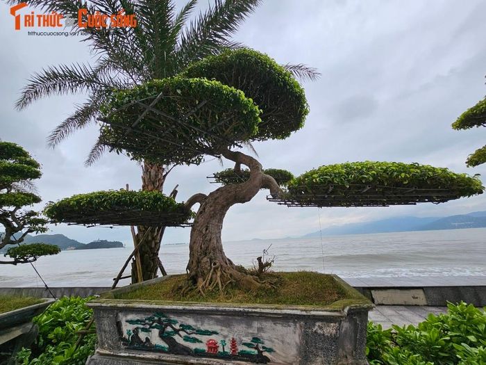 Theo quan niệm của giới bonsai, cây sanh có nghĩa là “trường sinh” và nằm trong nhóm tứ linh, nên được nhiều người ưa thích.