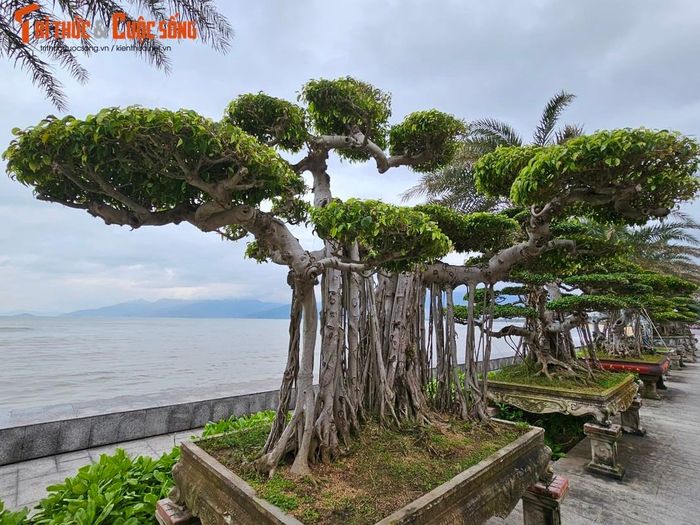 Loạt bonsai trước khách sạn Hương Việt nằm trên cung đường ven biển đẹp nhất nhì thành phố Quy Nhơn quy tụ nhiều tác phẩm độc đáo.