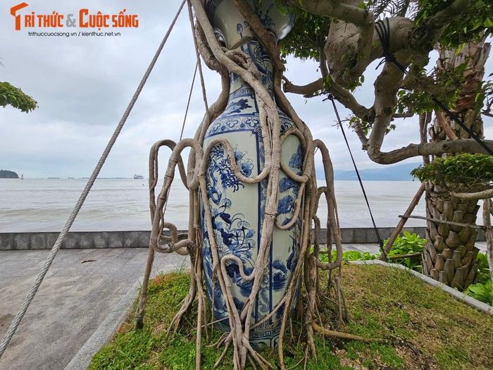 Bộ rễ uốn lượn toát lên vẻ đẹp độc đáo.