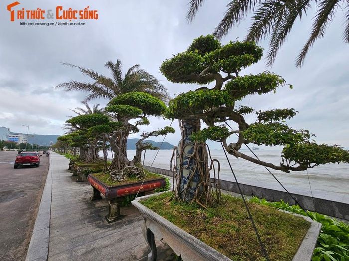 Đủ loại sanh cảnh với dáng thế độc lạ được trưng bày dọc vỉa hè ven biển.