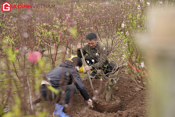 Theo các chủ vườn, giá đào năm nay cao hơn so với năm ngoái nhưng chất lượng đào tốt hơn cả về hoa và nụ. Đối với đào loại cành dao động từ vài trăm nghìn đến 2 triệu đồng; đào thế giá thuê vụ Tết từ vài triệu đến vài chục triệu đồng.