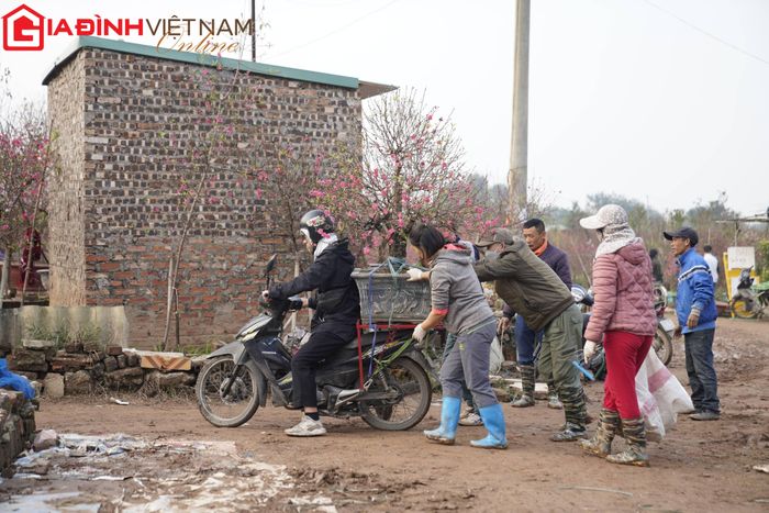 Không khí tấp nập tại vườn đào Nhật Tân trong những ngày cận Tết.