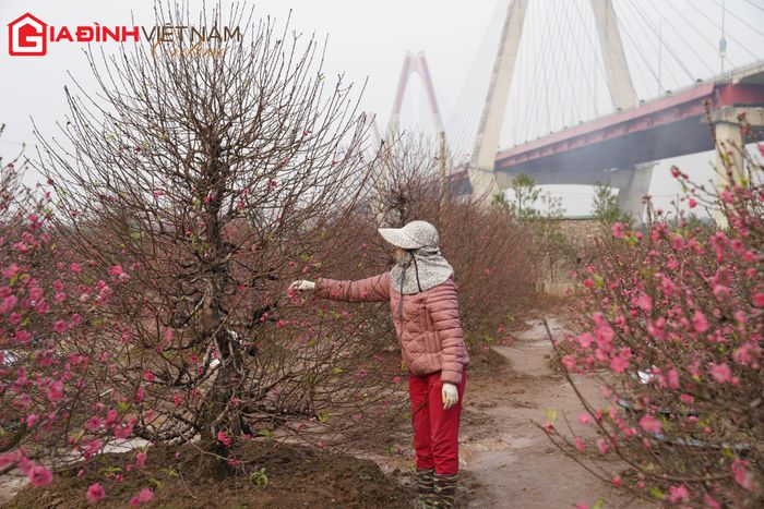 Những luống đào thẳng tắp đỏ rực ngày sát Tết.