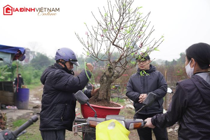 Từ lâu, hoa đào Nhật Tân dường như đã trở thành biểu tượng văn hóa của Hà Nội mỗi dịp Xuân về. Sắc thắm của hoa đào khiến cho không khí Tết rộn ràng, ấm áp hơn.
