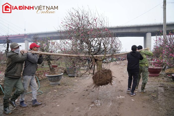 Nhiều thương lái hối hả vận chuyển đào tới các điểm bán.
