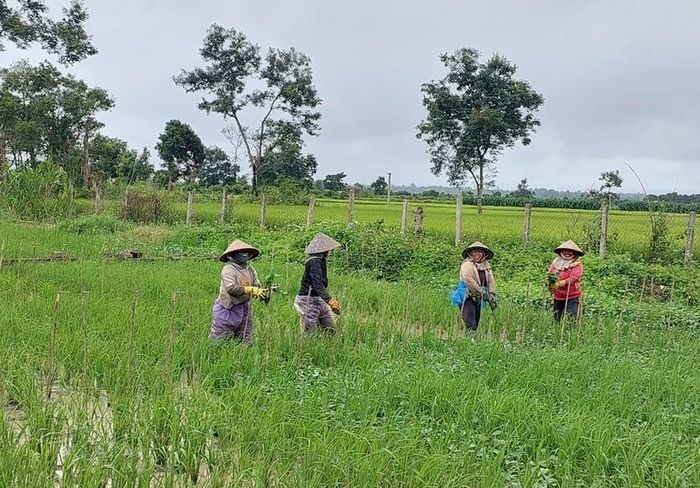 Người dân cấy các giống bản địa. Ảnh: N.D